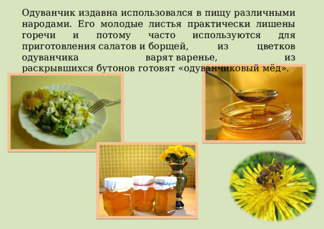 Одуванчик издавна использовался в пищу различными народами. Его молодые листья практически лишены горечи и потому часто используются для приготовления салатов и борщей, из цветков одуванчика варят варенье, из раскрывшихся бутонов готовят «одуванчиковый мёд». 