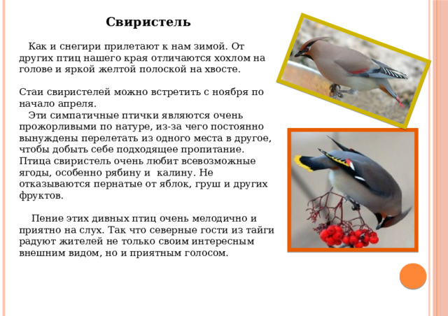 Свиристель  Как и снегири прилетают к нам зимой. От других птиц нашего края отличаются хохлом на голове и яркой желтой полоской на хвосте. Стаи свиристелей можно встретить с ноября по начало апреля.  Эти симпатичные птички являются очень прожорливыми по натуре, из-за чего постоянно вынуждены перелетать из одного места в другое, чтобы добыть себе подходящее пропитание. Птица свиристель очень любит всевозможные ягоды, особенно рябину и калину. Не отказываются пернатые от яблок, груш и других фруктов.  Пение этих дивных птиц очень мелодично и приятно на слух. Так что северные гости из тайги радуют жителей не только своим интересным внешним видом, но и приятным голосом. 