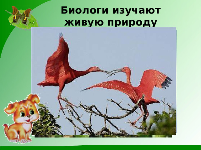 Биологи изучают живую природу 