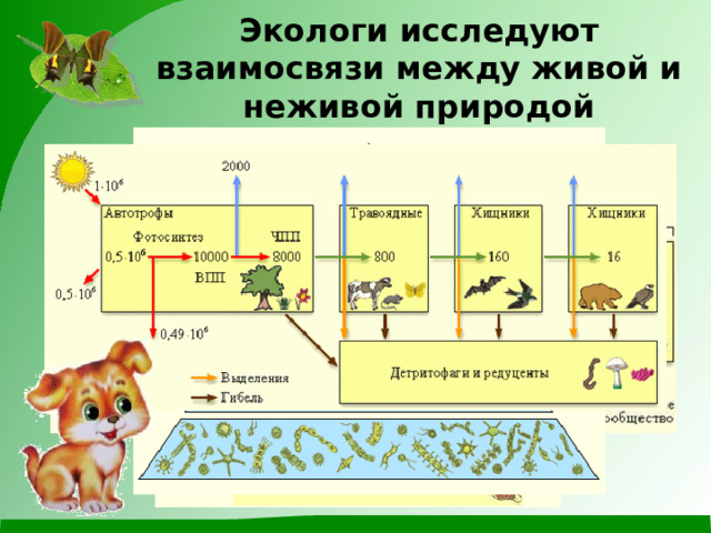 Экологи исследуют взаимосвязи между живой и неживой природой 