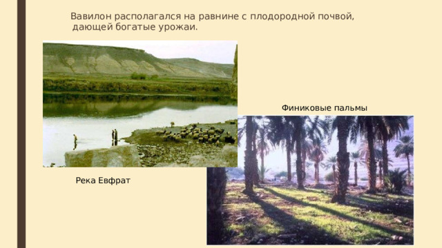  Вавилон располагался на равнине с плодородной почвой, дающей богатые урожаи. Финиковые пальмы Река Евфрат  