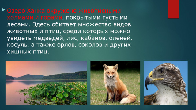 Озеро Ханка окружено живописными холмами и горами , покрытыми густыми лесами. Здесь обитает множество видов животных и птиц, среди которых можно увидеть медведей, лис, кабанов, оленей, косуль, а также орлов, соколов и других хищных птиц. 