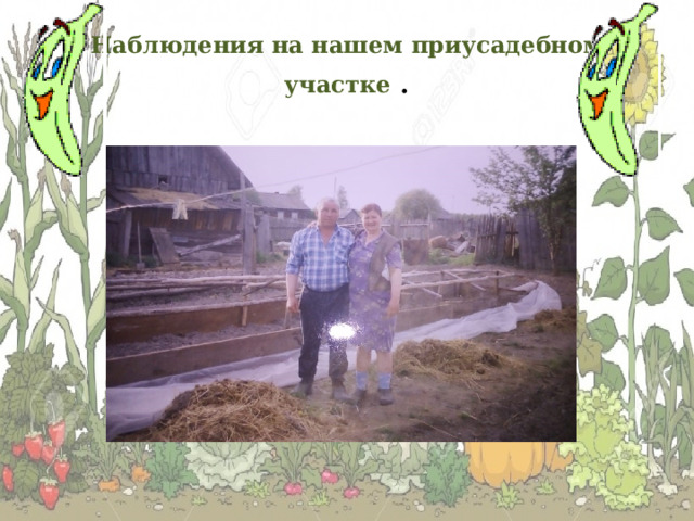 Наблюдения на нашем приусадебном участке . 