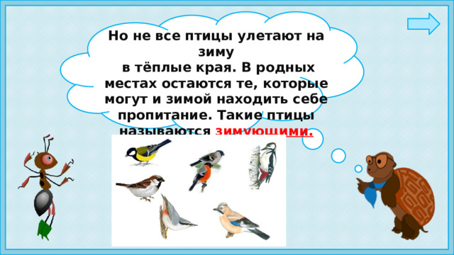 Но не все птицы улетают на зиму  в тёплые края. В родных местах остаются те, которые могут и зимой находить себе пропитание. Такие птицы называются зимующими.   