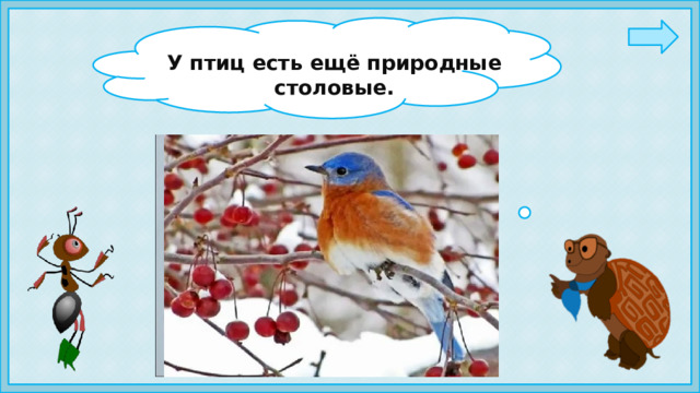 У птиц есть ещё природные столовые. 