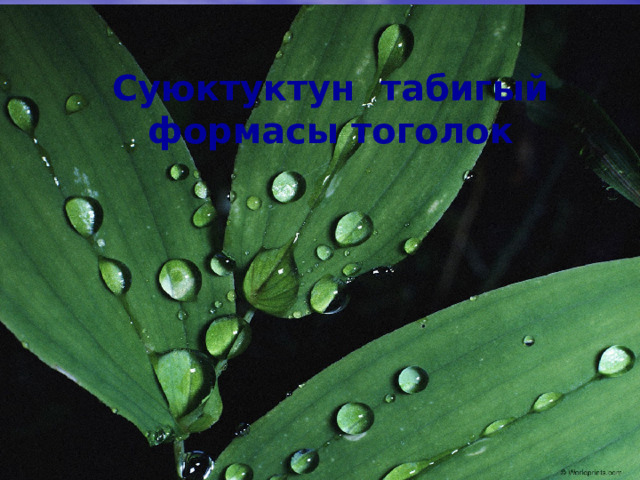 Суюктуктун табигый формасы тоголок 