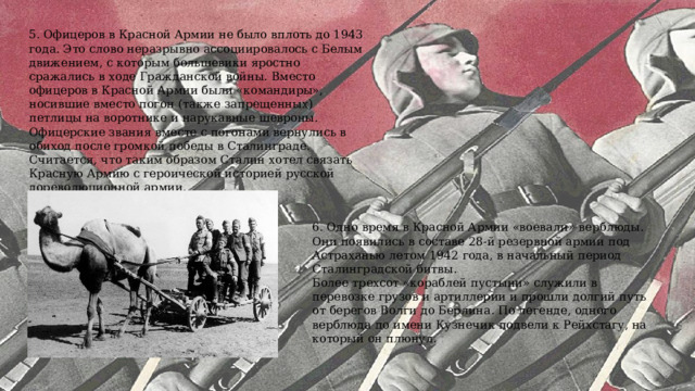 5. Офицеров в Красной Армии не было вплоть до 1943 года. Это слово неразрывно ассоциировалось с Белым движением, с которым большевики яростно сражались в ходе Гражданской войны. Вместо офицеров в Красной Армии были «командиры», носившие вместо погон (также запрещенных) петлицы на воротнике и нарукавные шевроны. Офицерские звания вместе с погонами вернулись в обиход после громкой победы в Сталинграде. Считается, что таким образом Сталин хотел связать Красную Армию с героической историей русской дореволюционной армии. 6. Одно время в Красной Армии «воевали» верблюды. Они появились в составе 28-й резервной армии под Астраханью летом 1942 года, в начальный период Сталинградской битвы.  Более трехсот «кораблей пустыни» служили в перевозке грузов и артиллерии и прошли долгий путь от берегов Волги до Берлина. По легенде, одного верблюда по имени Кузнечик подвели к Рейхстагу, на который он плюнул. 