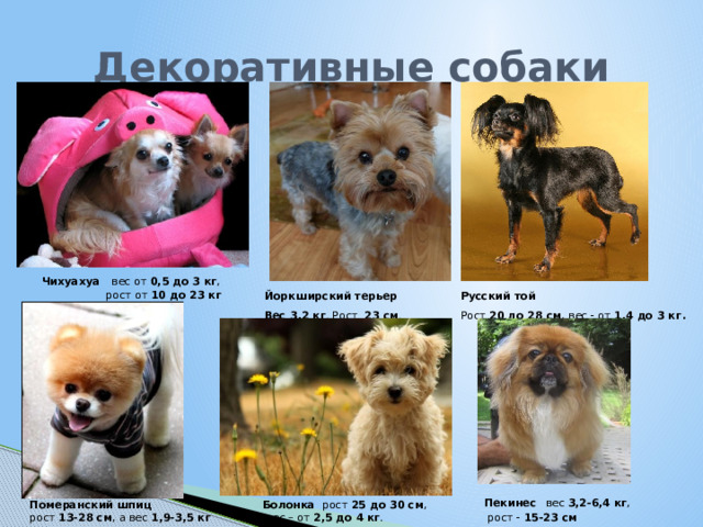 Декоративные собаки   Чихуахуа   вес от  0,5 до 3 кг , рост от  10 до 23 кг Русский той   Йоркширский терьер Рост 20 до 28 см , вес - от  1,4 до 3 кг . Вес 3,2 кг . Рост   23 см .   Пекинес   вес 3,2-6,4 кг ,  рост -  15-23 см  Померанский шпиц Болонка   рост 25 до 30 см , рост  13-28 см , а вес  1,9-3,5 кг  вес – от  2,5 до 4 кг .    