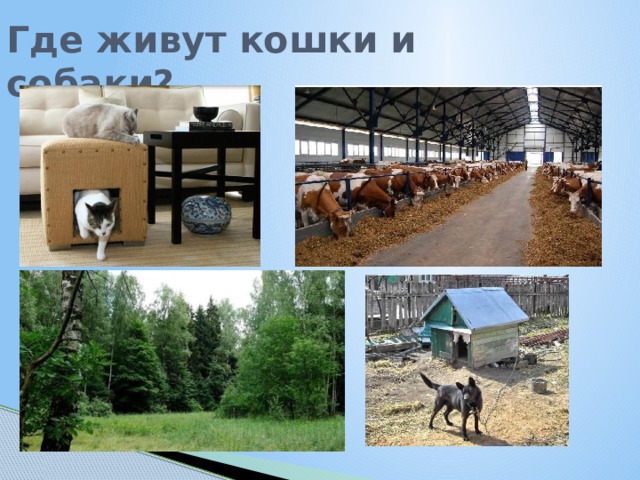 Где живут кошки и собаки? 