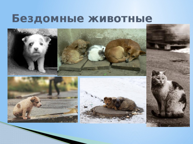 Бездомные животные 