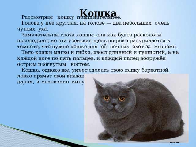 Кошка   Рассмотрим кошку повнимательнее. Голова у неё круглая, на голове — два небольших очень чутких уха. Замечательны глаза кошки: они как будто расколоты посередине, но эта узенькая щель широко раскрывается в темноте, что нужно кошке для её ночных охот за мышами. Тело кошки мягко и гибко, хвост длинный и пушистый, а на каждой ноге по пять пальцев, и каждый палец вооружён острым изогнутым когтем. Кошка, однако же, умеет сделать свою лапку бархатной: ловко прячет свои втяжные когти, чтобы они не иступились даром, и мгновенно выпускает их, когда понадобится. 