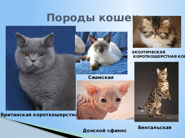 Породы кошек ЭКЗОТИЧЕСКАЯ  КОРОТКОШЕРСТНАЯ КОШКА , Сиамская  Британская короткошерстная Бенгальская Донской сфинкс 