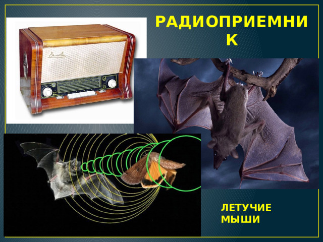 РАДИОПРИЕМНИК ЛЕТУЧИЕ МЫШИ  