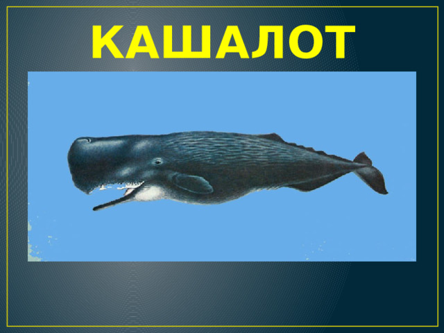 КАШАЛОТ 