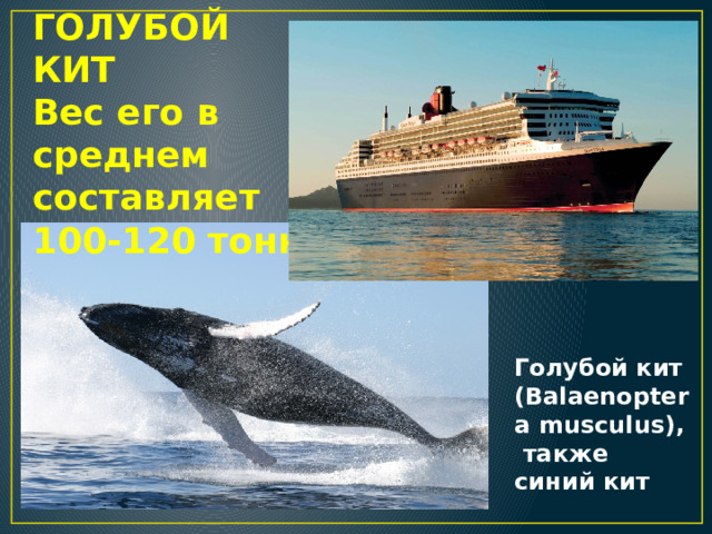 ГОЛУБОЙ КИТ Вес его в среднем составляет 100-120 тонн Голубой кит (Balaenoptera musculus),  также синий кит 
