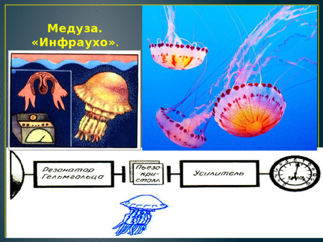  Медуза. «Инфраухо» . 