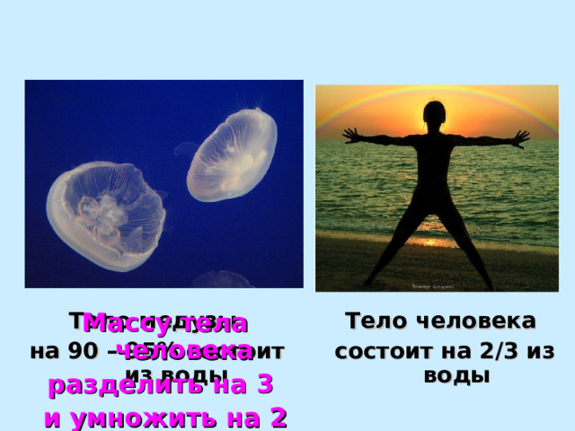 Тело медузы на 90 – 95%  состоит из воды Тело человека состоит на 2 / 3 из воды  Массу тела человека разделить на 3 и умножить на 2 
