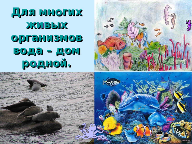 Для многих живых организмов вода – дом родной. 