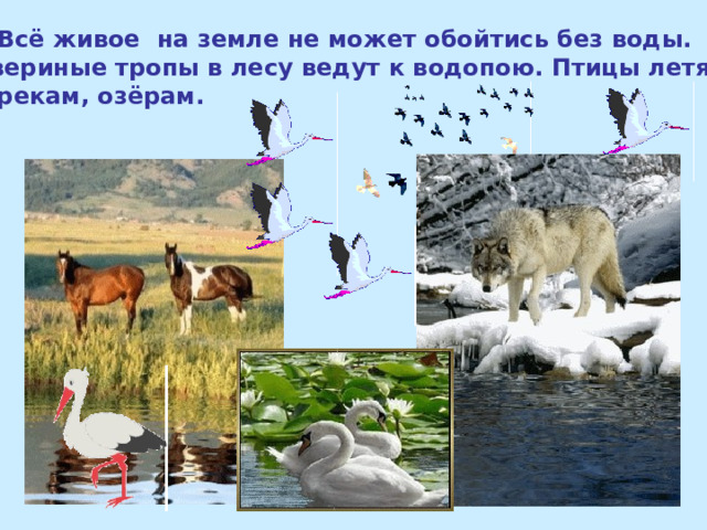  Всё живое на земле не может обойтись без воды. Звериные тропы в лесу ведут к водопою. Птицы летят к рекам, озёрам. 
