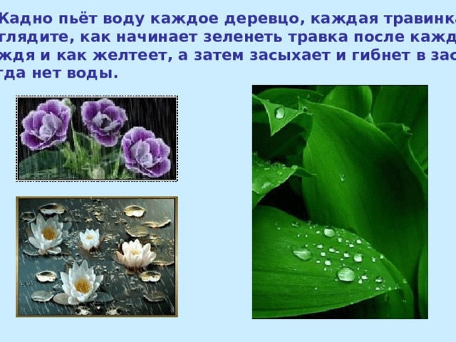  Жадно пьёт воду каждое деревцо, каждая травинка. Поглядите, как начинает зеленеть травка после каждого дождя и как желтеет, а затем засыхает и гибнет в засуху, когда нет воды. 