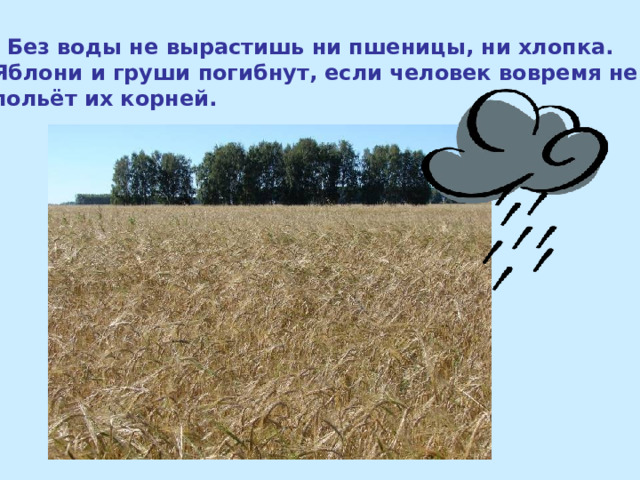  Без воды не вырастишь ни пшеницы, ни хлопка. Яблони и груши погибнут, если человек вовремя не польёт их корней. 