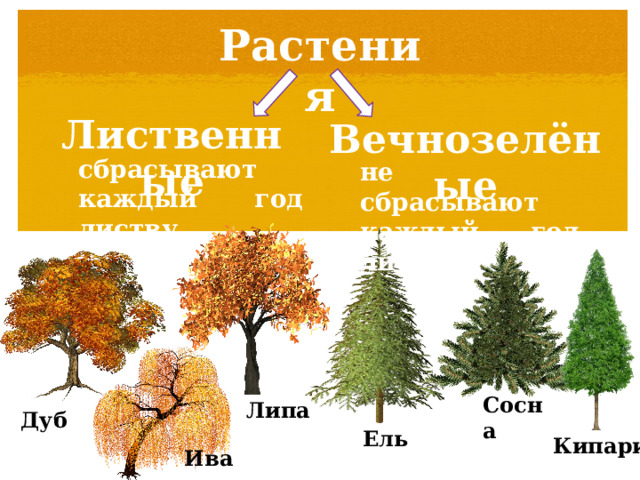 Растения Лиственные Вечнозелёные сбрасывают каждый год листву не сбрасывают каждый год листву Сосна Липа Дуб Ель Кипарис Ива 