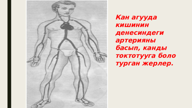 Кан агууда кишинин денесиндеги артерияны басып, канды токтотууга боло турган жерлер. 