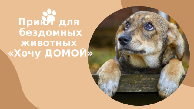 Приют для  бездомных животных  «Хочу ДОМОЙ»   