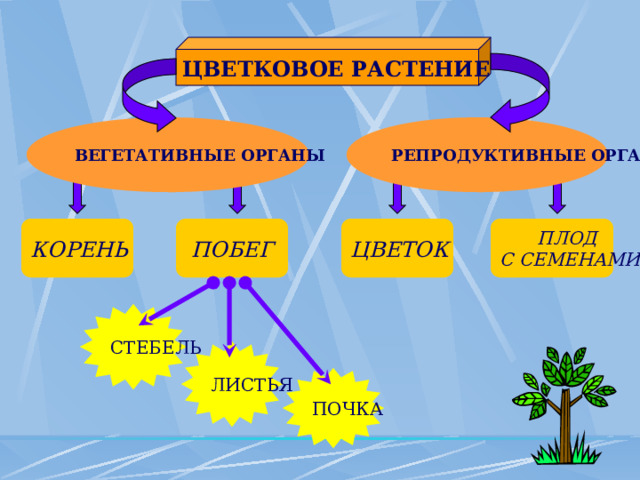 ЦВЕТКОВОЕ РАСТЕНИЕ ВЕГЕТАТИВНЫЕ ОРГАНЫ РЕПРОДУКТИВНЫЕ ОРГАНЫ ПЛОД ЦВЕТОК ПОБЕГ КОРЕНЬ С СЕМЕНАМИ СТЕБЕЛЬ ЛИСТЬЯ ПОЧКА 