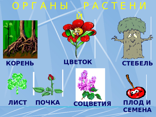 О Р Г А Н Ы Р А С Т Е Н И Й ЦВЕТОК КОРЕНЬ СТЕБЕЛЬ ЛИСТ ПЛОД И СЕМЕНА ПОЧКА СОЦВЕТИЯ 
