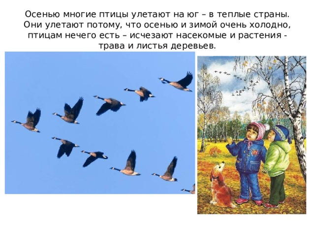 Осенью многие птицы улетают на юг – в теплые страны. Они улетают потому, что осенью и зимой очень холодно, птицам нечего есть – исчезают насекомые и растения - трава и листья деревьев. 