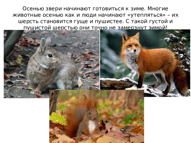 Осенью звери начинают готовиться к зиме. Многие животные осенью как и люди начинают «утепляться» – их шерсть становится гуще и пушистее. С такой густой и пушистой шерстью они точно не замерзнут зимой! 