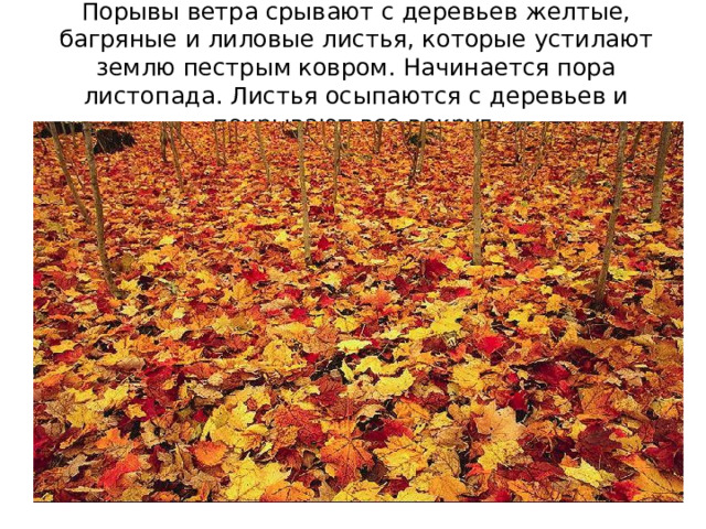 Порывы ветра срывают с деревьев желтые, багряные и лиловые листья, которые устилают землю пестрым ковром. Начинается пора листопада. Листья осыпаются с деревьев и покрывают все вокруг. 