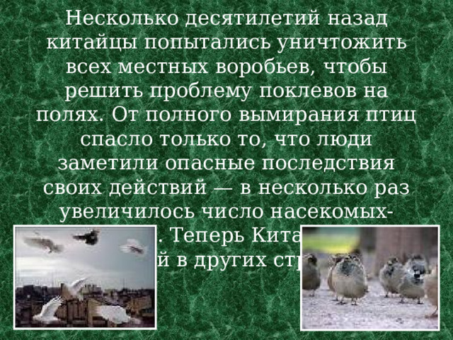 Несколько десятилетий назад китайцы попытались уничтожить всех местных воробьев, чтобы решить проблему поклевов на полях. От полного вымирания птиц спасло только то, что люди заметили опасные последствия своих действий — в несколько раз увеличилось число насекомых-вредителей. Теперь Китай закупает голубей в других странах.  