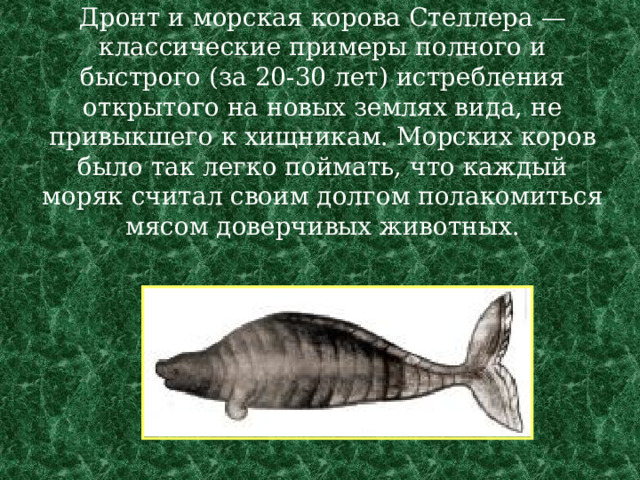 Дронт и морская корова Стеллера — классические примеры полного и быстрого (за 20-30 лет) истребления открытого на новых землях вида, не привыкшего к хищникам. Морских коров было так легко поймать, что каждый моряк считал своим долгом полакомиться мясом доверчивых животных.   