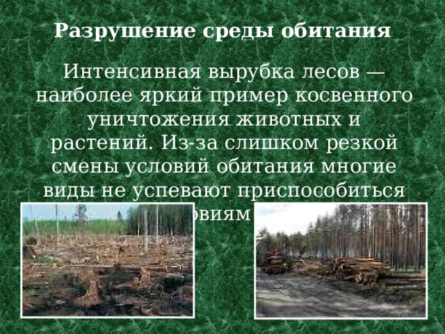 Разрушение среды обитания   Интенсивная вырубка лесов — наиболее яркий пример косвенного уничтожения животных и растений. Из-за слишком резкой смены условий обитания многие виды не успевают приспособиться к новым условиям и погибают. 