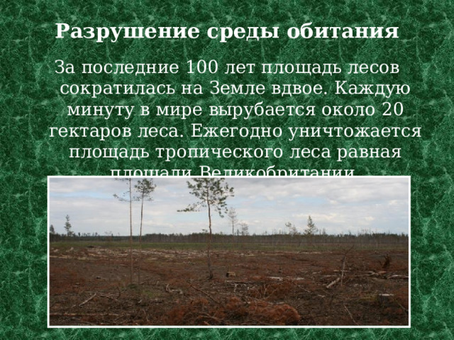 Разрушение среды обитания   За последние 100 лет площадь лесов сократилась на Земле вдвое. Каждую минуту в мире вырубается около 20 гектаров леса. Ежегодно уничтожается площадь тропического леса равная площади Великобритании. 