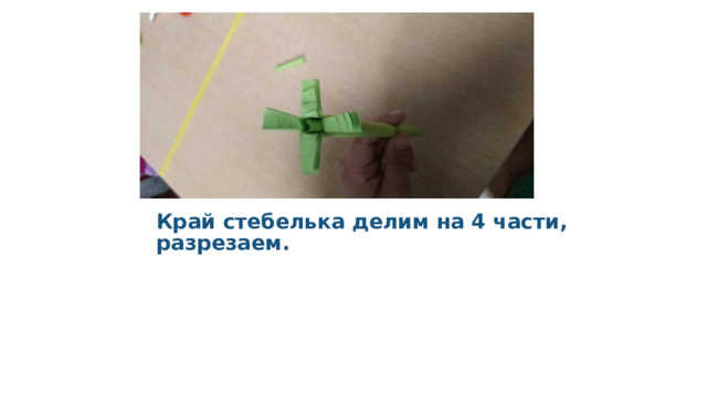 Край стебелька делим на 4 части, разрезаем. 