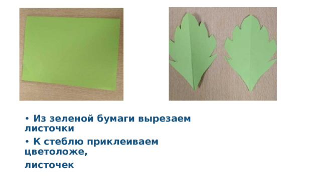 •  Из зеленой бумаги вырезаем листочки •  К стеблю приклеиваем цветоложе, листочек 