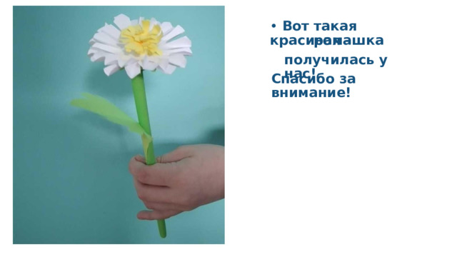•  Вот такая красивая – ромашка получилась у нас! Спасибо за внимание! 