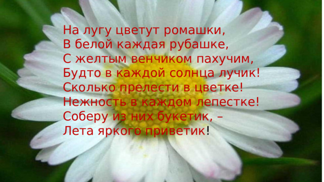 На лугу цветут ромашки, В белой каждая рубашке, С желтым венчиком пахучим, Будто в каждой солнца лучик! Сколько прелести в цветке! Нежность в каждом лепестке! Соберу из них букетик, – Лета яркого приветик ! 