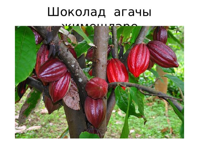 Шоколад агачы җимешләре 