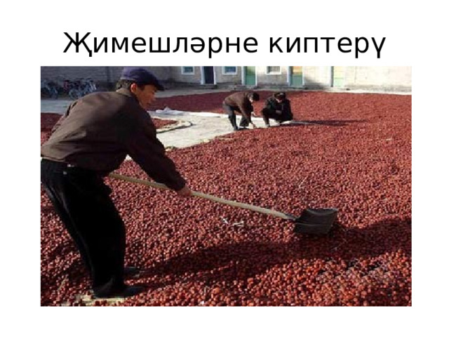 Җимешләрне киптерү 