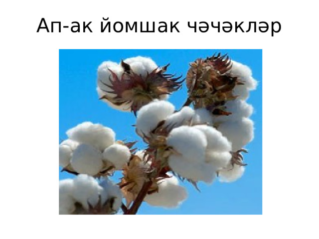 Ап-ак йомшак чәчәкләр 