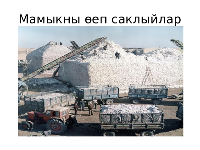 Мамыкны өеп саклыйлар 