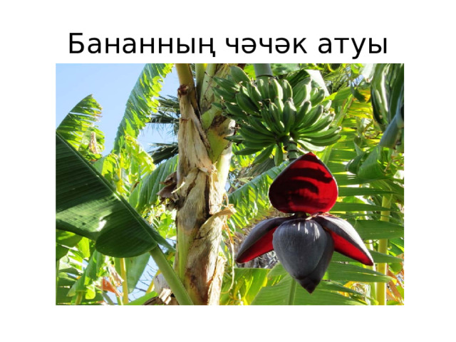 Бананның чәчәк атуы 