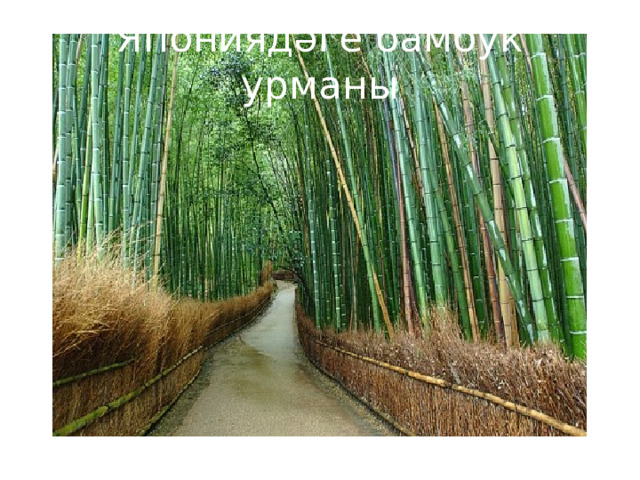 Япониядәге бамбук урманы 