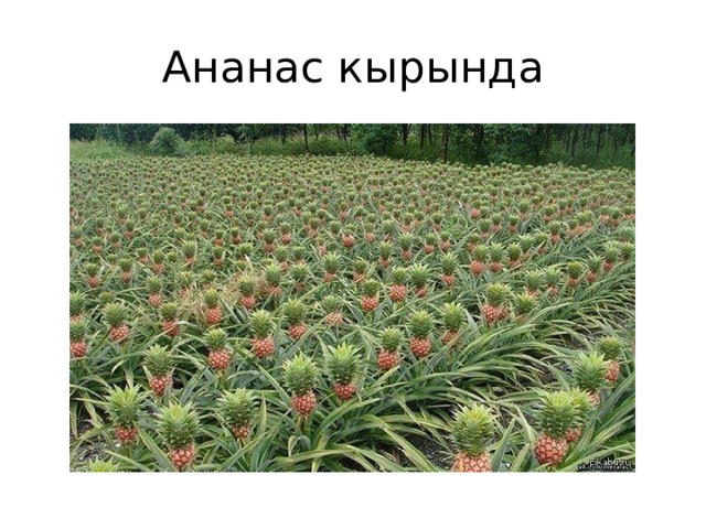Ананас кырында 
