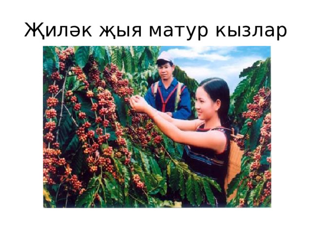 Җиләк җыя матур кызлар 