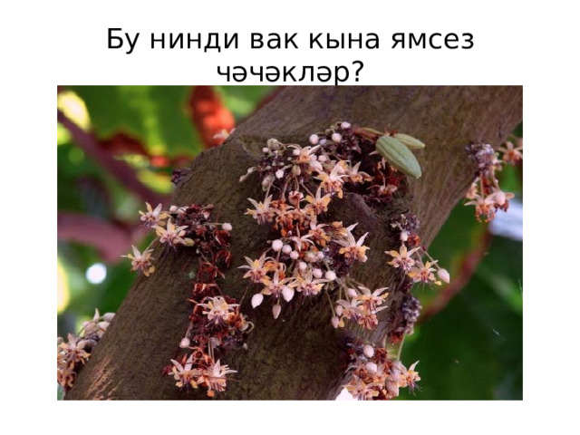Бу нинди вак кына ямсез чәчәкләр? 